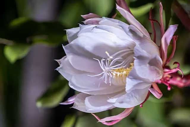 Brahma Kamal in our garden snapped with Fuji XT-4 fitted with 80mm macro f2.8