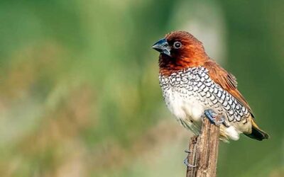 Birding at Diveghat near Pune