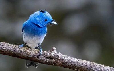 Birding at Tamhini Ghat