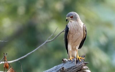 Birding in grasslands around Pune, India (Waghapur)