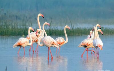 End of Year Birding(2021) at Bhigwan, Pune