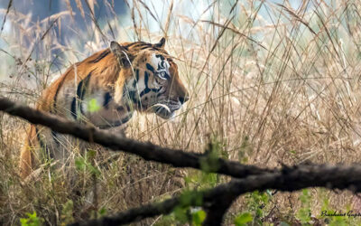 Exploring the Kanha National Park