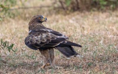 Raptor and Black Bucks of Tal Chappar